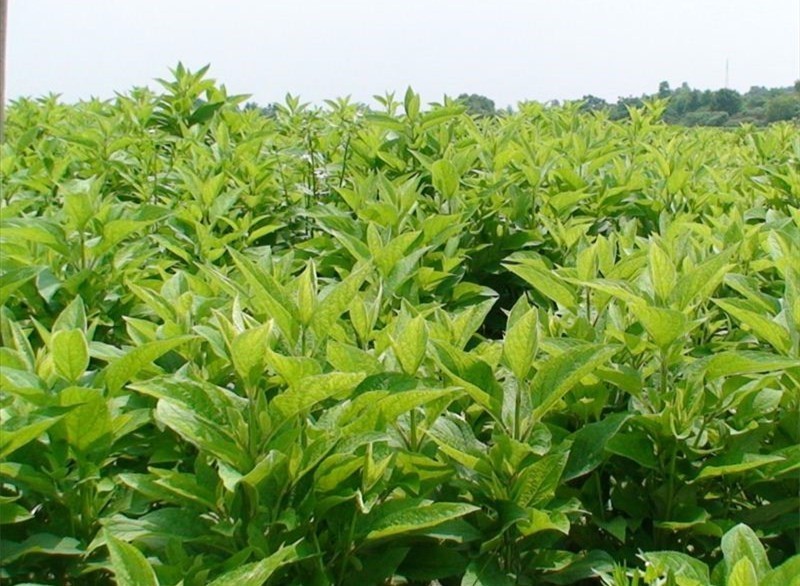 中药材种植